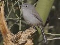 Black-tailed Gnatcatcher