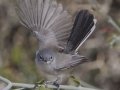 Black-tailed Gnatcatcher