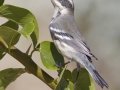 Black-throated Gray Warbler
