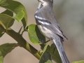Black-throated Gray Warbler