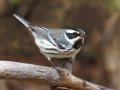 Black-throated Gray Warbler