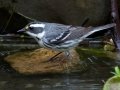 Black-throated Gray Warbler