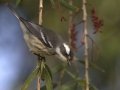 Black-throated Gray Warbler