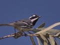 Black-throated Gray Warbler
