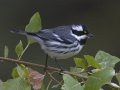Black-throated Gray Warbler