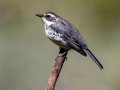 Black-throated Gray Warbler