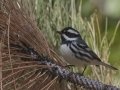 Black-throated Gray Warbler