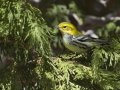 Black-throated Green Warbler