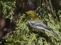 Black-throated Green Warbler