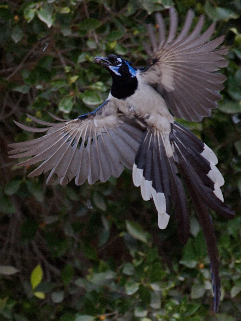 Blackthroated MagpieJay San Diego Bird Spot