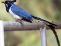 Black-throated Magpie-Jay