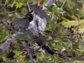 Black-throated Magpie-Jay