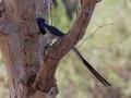 Black-throated Magpie-Jay