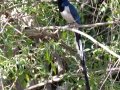 Black-throated Magpie-Jay