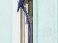 Black-throated Magpie-Jay