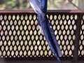 Black-throated Magpie-Jay