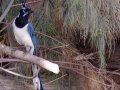 Black-throated Magpie-Jay