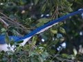 Black-throated Magpie-Jay