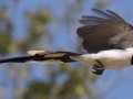 Black-throated Magpie-Jay