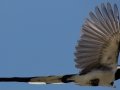 Black-throated Magpie-Jay