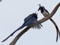 Black-throated Magpie-Jay