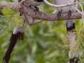 Black-throated Magpie-Jay