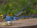 Black-throated Magpie-Jay