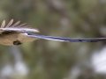 Black-throated Magpie-Jay