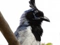Black-throated Magpie-Jay