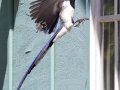 Black-throated Magpie-Jay