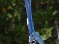 Black-throated Magpie-Jay