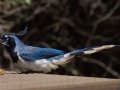 Black-throated Magpie-Jay