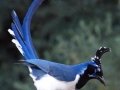 Black-throated Magpie-Jay