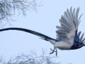Black-throated Magpie-Jay