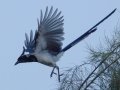 Black-throated Magpie-Jay