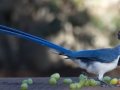 Black-throated Magpie-Jay