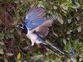 Black-throated Magpie-Jay