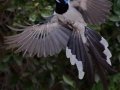 Black-throated Magpie-Jay