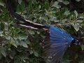 Black-throated Magpie-Jay