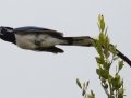 Black-throated Magpie-Jay