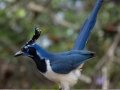 Black-throated Magpie-Jay