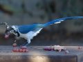 Black-throated Magpie-Jay
