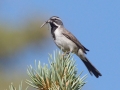 Black-throated Sparrow