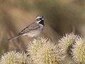 Black-throated Sparrow