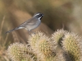 Black-throated Sparrow