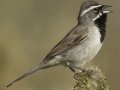 Black-throated Sparrow