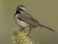 Black-throated Sparrow