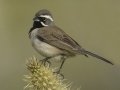 Black-throated Sparrow