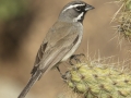 Black-throated Sparrow