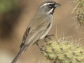 Black-throated Sparrow